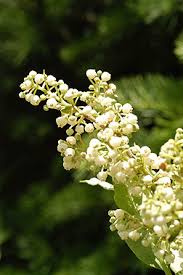 Image result for Landolphia ligustrifolia