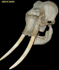Ah, now we're really talking. Tusks Of A Cyclops Worldbuilding Stack Exchange