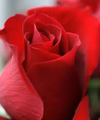 Dark Pink Colour Rose Pesquisa Google Red Roses Rose Buds Beautiful Flowers