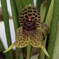 Image result for Stigmella dryadella