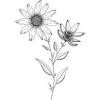 Trova e scarica risorse grafiche gratuite per fiori di campo. 1