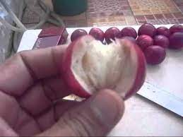 Akibatnya, sel akan mengalami kerusakan dan menyebabkan kenker. Belah Buah Mahkota Dewa Wmv Youtube