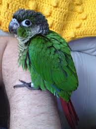 Baby Green Cheek When Will He Be Big Parrot Forum