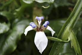 The walking iris is a species of iris known by the scientific name neomarica gracilis. Transplanting Walking Iris When And How To Divide Walking Iris Plants
