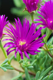 Image result for Lampranthus spp.