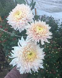 Pin On How Does Your Garden Grow