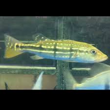 You will receive the exact fish from the listed pictures. Temensis Peacock Bass 2 4 Inch Pet Supplies On Carousell