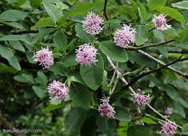 Image result for Dais cotinifolia