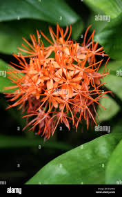 Image result for Scadoxus cinnabarinus