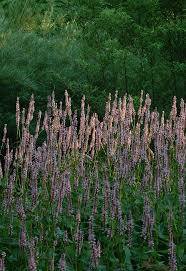 Image result for Persicaria