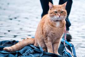 It is based on the book of same name and the world according to bob by james bowen. A Street Cat Named Bob Times2 The Times