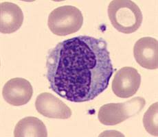 Abwehr Und Fresszellen Was Macht Lymphozyten Und Monozyten Aus