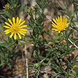 Image result for Hirpicium bechuanense