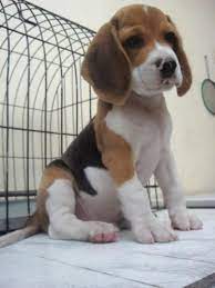 Beagle Beagle Puppy Beagle Baby Beagle Puppies Sweet Beagle Baby Dogs Baby Beagle Dogs Beagles Animal Cute Beagles Beagle Puppy Puppies