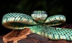 Could Snake Venom Help Prevent Dementia Snake Venom Snake Diseases Pictures