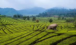Hasil gambar untuk foto wisata bandung selatan ciwidey