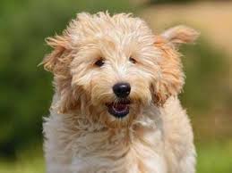 Goldendoodle puppies for sale and dogs for adoption. Goldendoodle Price Temperament Life Span