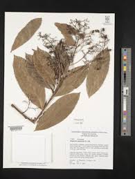 Image result for Hugonia elliptica