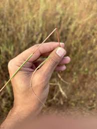 Image result for Andropogon fastigiatus