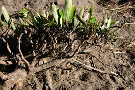 Image result for Strychnos gossweileri