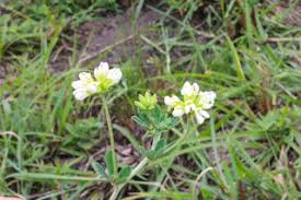 Image result for Lotus discolor