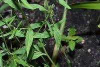 Image result for Schwenckia