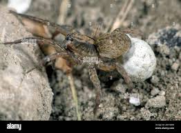 Image result for Vangueria ferruginea