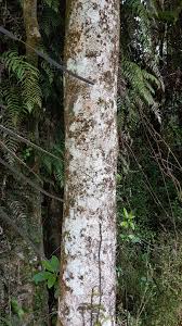 Image result for Syzygium komatiense