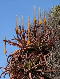 Image result for Aloe spicata