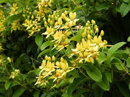 Image result for Tristellateia