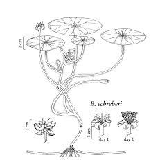 Image result for Brasenia schreberi