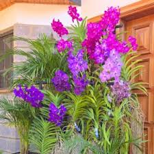 Image result for Polystachya tenuissima