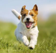 Largest Variety Best Quality Puppies For Sale 2022 Puppy Singapore