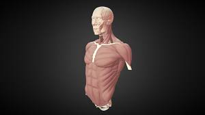 We did not find results for: Torso Study 2017 Muscles Buy Royalty Free 3d Model By Hammer Jackhammer 50fd8e9