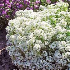 How To Grow Sweet Alyssum Lobularia Maritima Gardener S Path Alyssum Easy Care Plants Fragrant Flowers