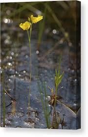 Image result for Utricularia  intermedia