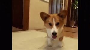 We did not find results for: Cha Cha Cha Gif On Imgur