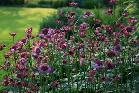 Image result for Astrantia major `Roma`