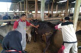 Maybe you would like to learn more about one of these? 151 Siswa Smk Pp Negeri Padang Mengatas Ikuti Uji Kompetensi Profesi Bidang Peternakan Antara Sumbar