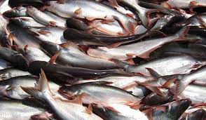 Ikan bawal ini adalah 2 jenis, yang bawal laut maupun bawal air tawar. Dukung Peternakan Ikan Ri Cargill Buka Pusat Aplikasi Teknologi