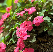 Image result for Impatiens burtonii