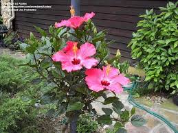 Cottage farms braided double flower hibiscus 4 color tree. Tropicals Tender Perennials Braided Hibiscus Tree 1 By Azalea
