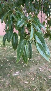 Image result for Quercus acutissima