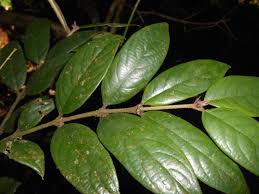 Image result for Lasianthus kilimandscharicus