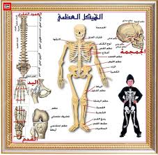 محبر العلم صورة الهيكل العظمي بجودة عالية Book Cover Comic Book Cover Books