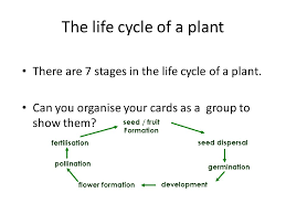 Plant life cycle stages of seed germination worksheet. Seed Germination Igcse Biology Ppt Video Online Download