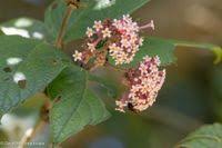 Image result for Rogiera amoena