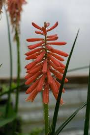 Image result for Kniphofia