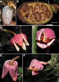 Image result for Hunteria congolana