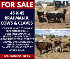 Brahman cattle for sale on ranch world ads. Sold 45 X 45 Brahman X Cows Calves Gilliland Livestock Marketing
